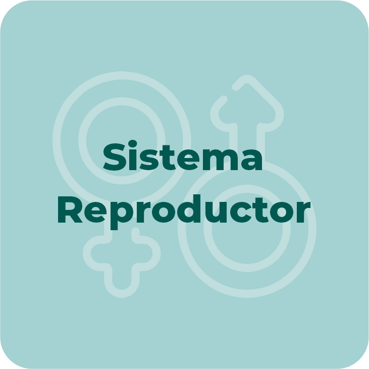 SISTEMA REPRODUCTOR